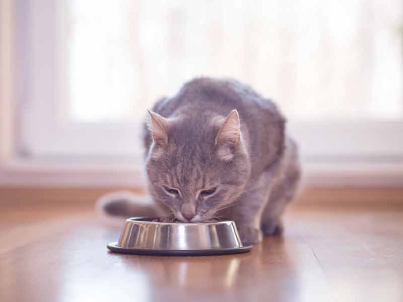 Wet Cat Food