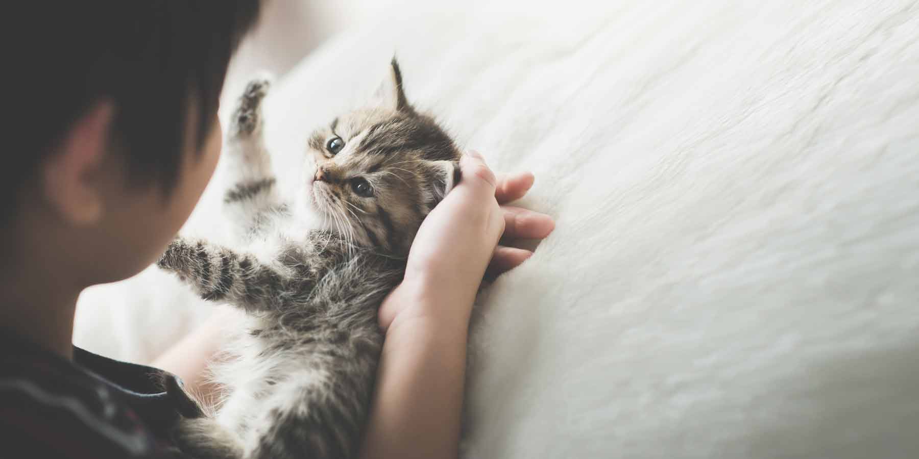 Cute Kitten