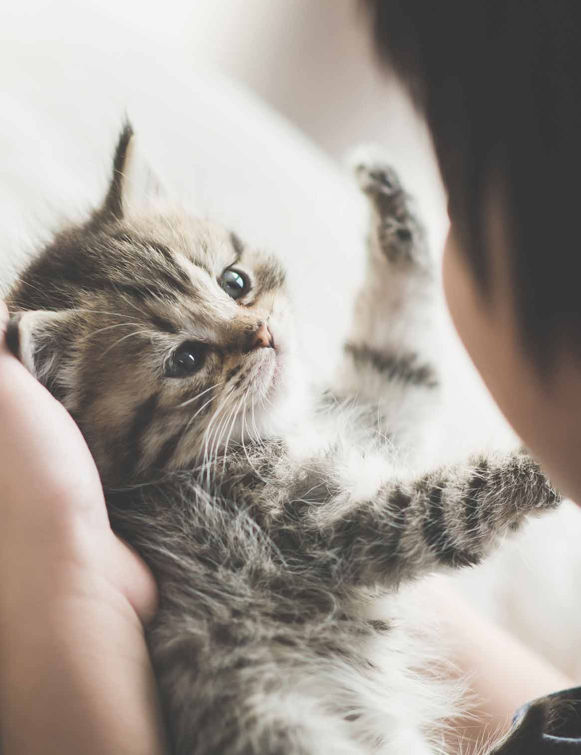 Cute Kitten